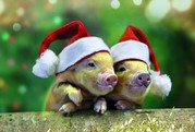 Christmas at Pennywell