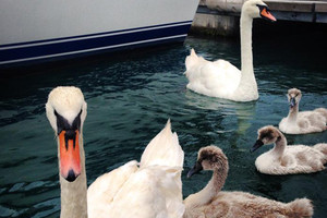 swans